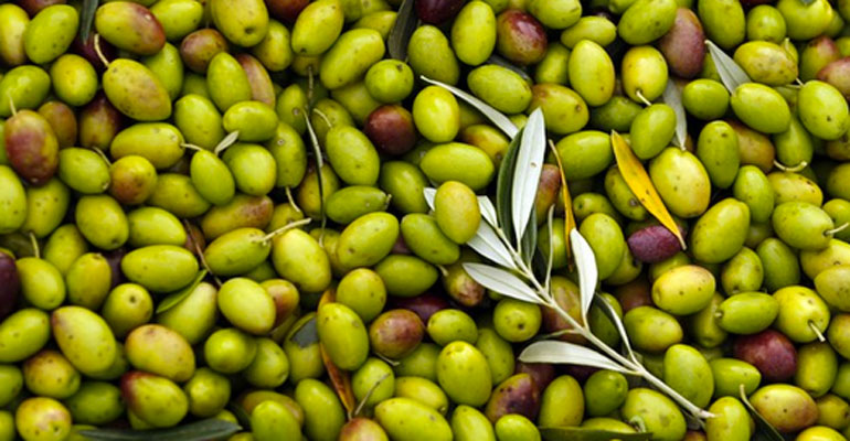 Olio tunisino, Agrinsieme