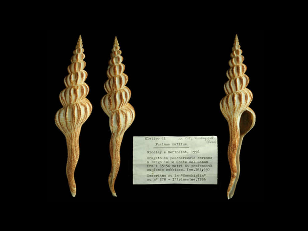 Il Museo Civico di Zoologia “apre” i suoi scrigni di Biodiversità e presenta Le conchiglie del Marchese di Monterosato. Mercoledì 23 gennaio alle ore 18.