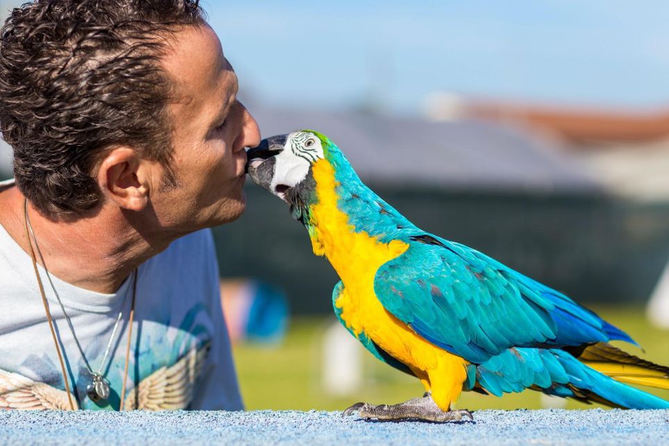Parte la V edizione del Pet Carpet Film Festival, rassegna cinematografica internazionale dedicata agli animali. Ospite d'onore Cicci